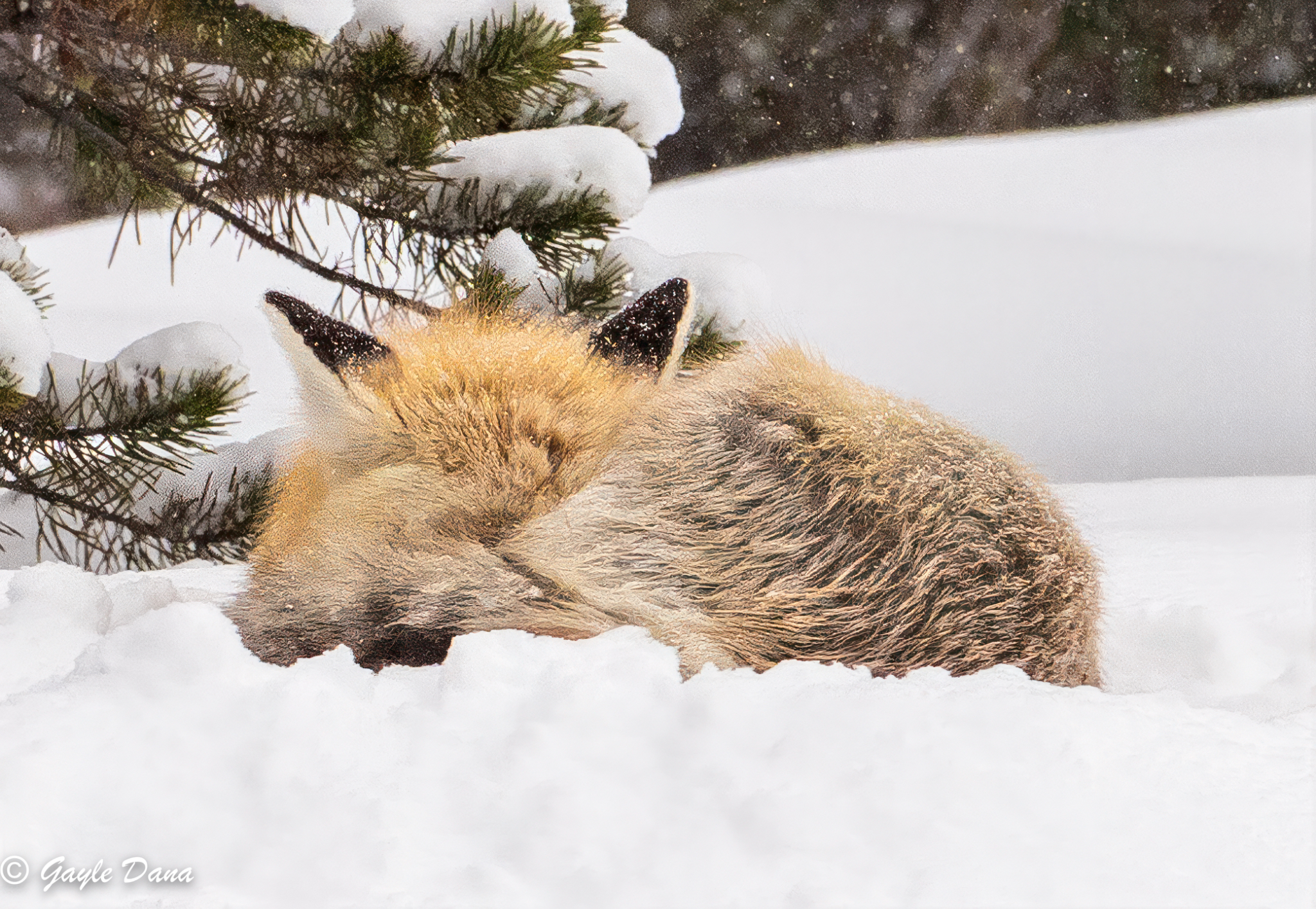 Fox 1